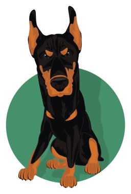 kötü doberman işareti oturup