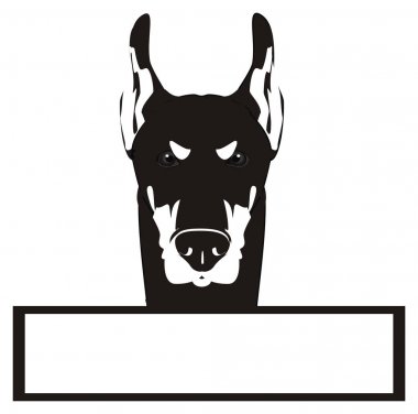 doberman siyah beyaz yüzü