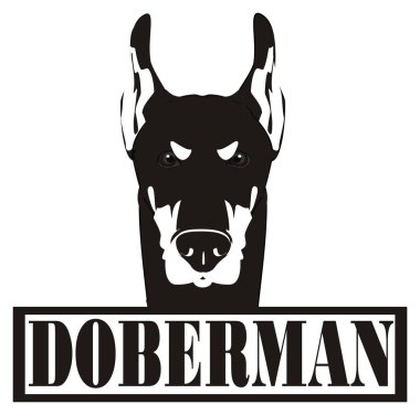 doberman siyah beyaz yüzü