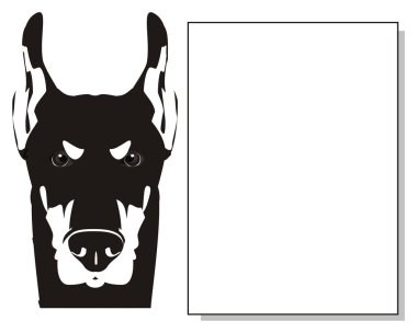 doberman siyah beyaz yüzü