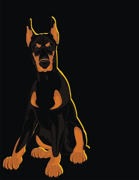 Evil Doberman Black Background — Stock Photo, Image