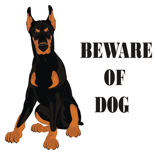 Evil Doberman Beware Dog — Stock Photo, Image