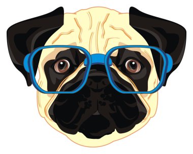 mavi gözlük pug yüzü