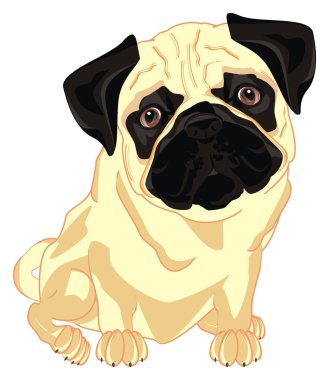 sevimli ve bej pug oturup