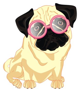 yuvarlak gözlük şişman pug oturup