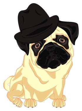 siyah şapka lı bej pug otur