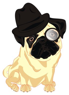 bir dedektif gibi sevimli pug