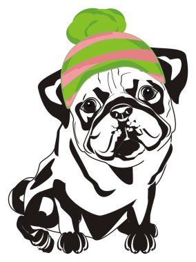 renkli şapka siyah ve beyaz pug