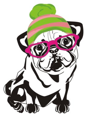 black and white pug in colored hat and glasses clipart