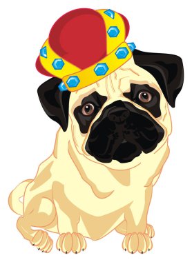 bir kral gibi taç şişman pug