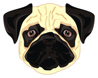 bej pug sevimli yüzü