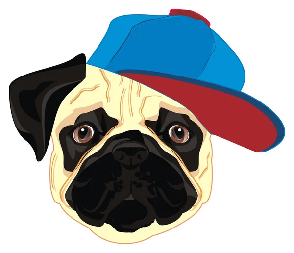 snout of pug in blue and red cap