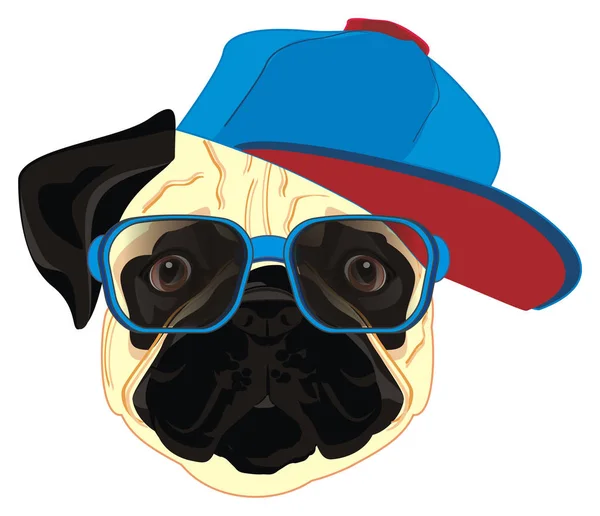 face of pug in sunglasses and cap