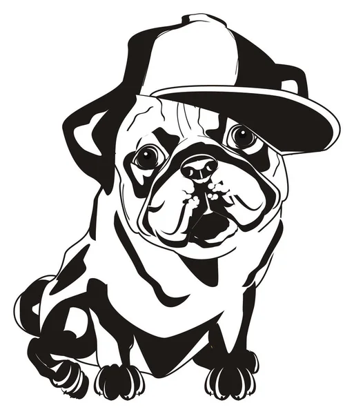 Pug Preto Branco Cap Cool — Fotografia de Stock