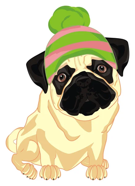 Pug Gordo Sombrero Color Sentarse — Foto de Stock