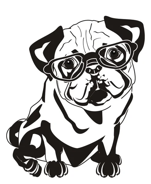 Black White Pug Glasses — Stockfoto