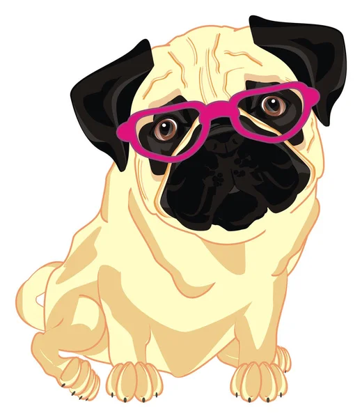 Fat Pug Pink Glasses Sit — Zdjęcie stockowe