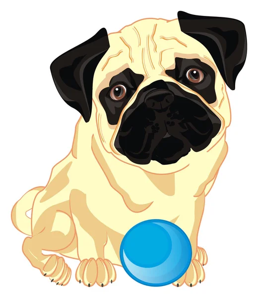 Little Pug Sit His Ball — Zdjęcie stockowe