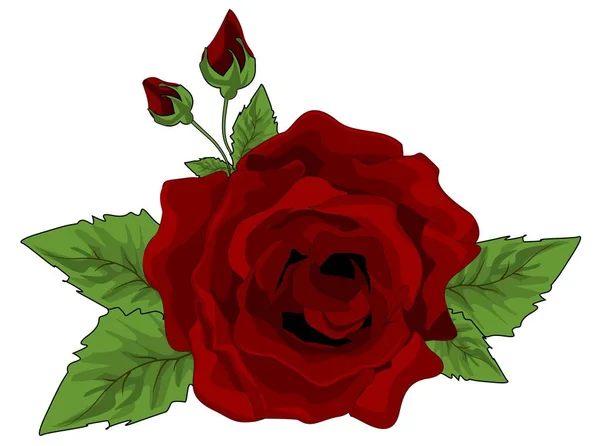 Червоні Троянди Білому Тлі — стокове фото