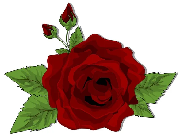 Rosa Roja Con Sombra Gris — Foto de Stock