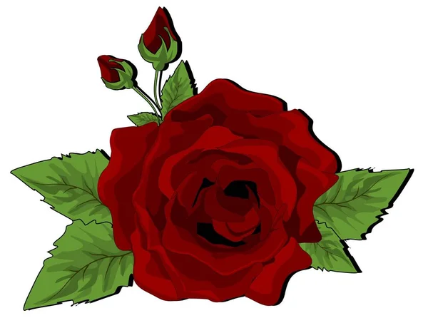 红玫瑰 有黑色阴影 — 图库照片