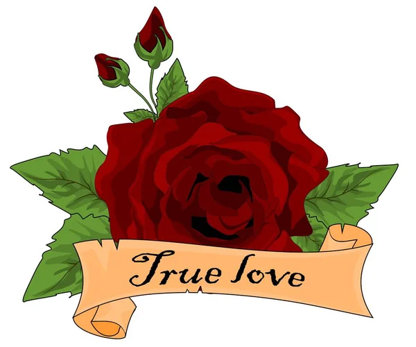 Rosa Vermelha Verdadeiro Amor — Fotografia de Stock