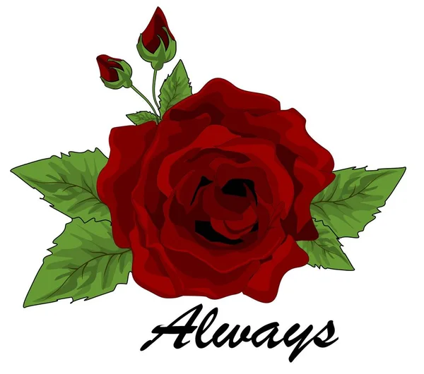 Red Roses Word Always — Stock Photo, Image