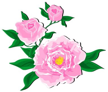 Siyah gölgeli pembe piyon dalları