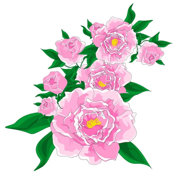 Branche Pivoines Roses Sur Fond Blanc — Photo