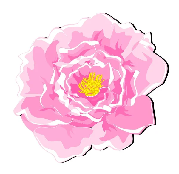 Peônia Rosa Com Sombra Preta — Fotografia de Stock