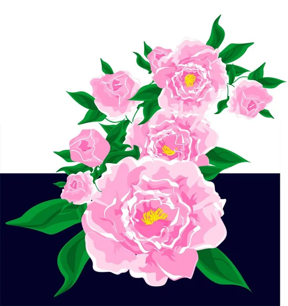 Bouquet Pivoines Roses Sur Fond Coloré — Photo