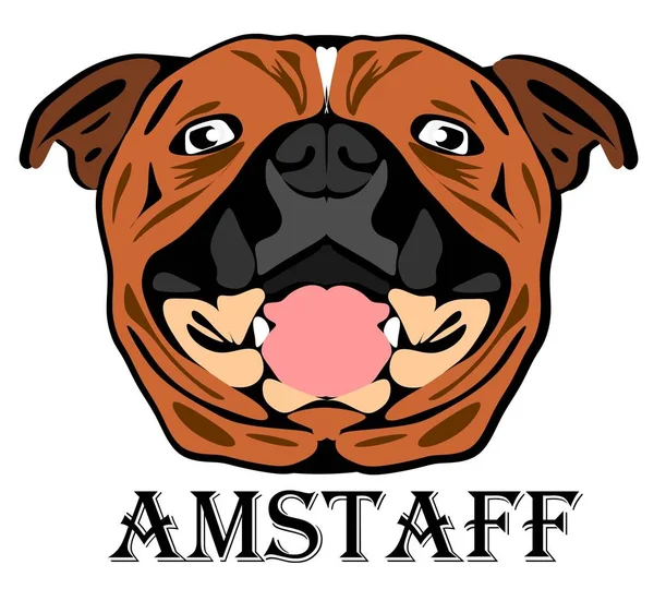 Rosto Amstaff Seu Nome — Fotografia de Stock