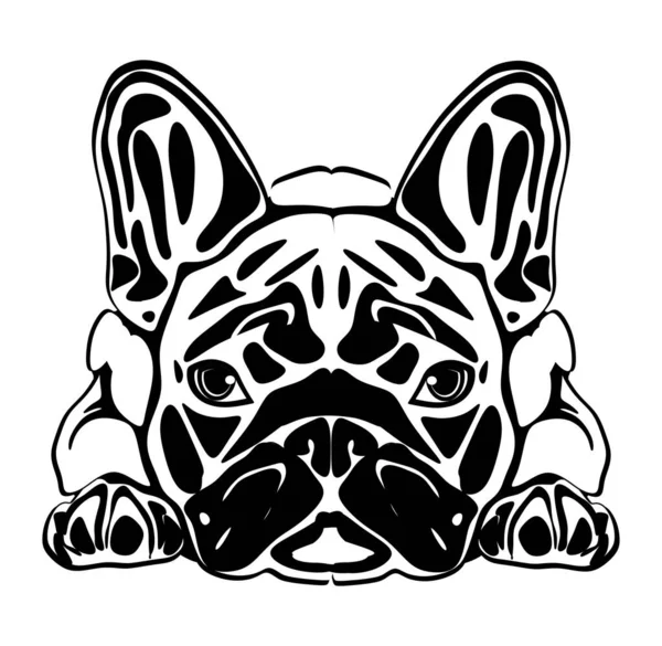 Zwart Wit Franse Bulldog — Stockfoto