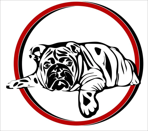 Zwart Wit Engelse Bulldog Rood Bord — Stockfoto