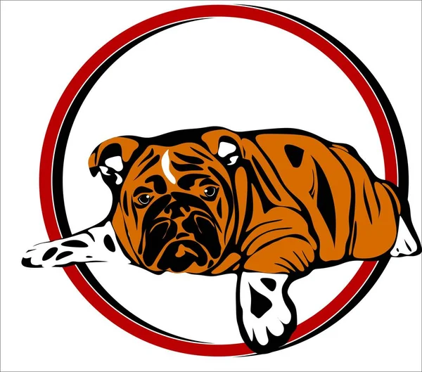 Gordura Inglês Bulldog Sinal Vermelho — Fotografia de Stock