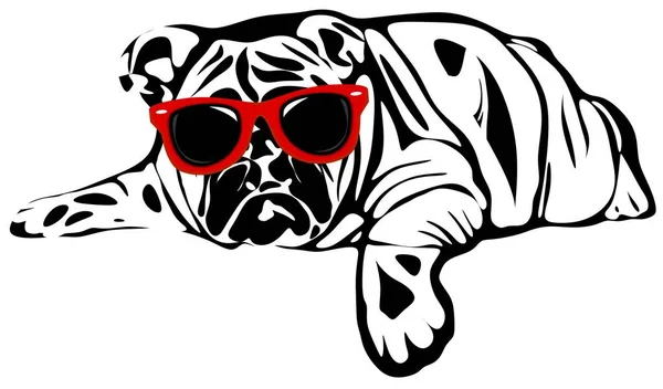 Bulldog Inglés Blanco Negro Con Gafas Sol — Foto de Stock