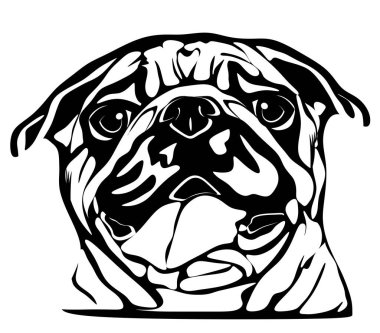 Beyaz arka planda siyah beyaz pug