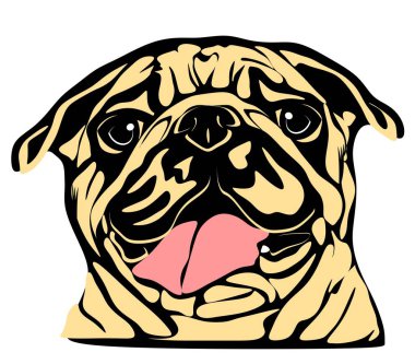 Sevimli şişman paspaslar dilini gösteriyor.