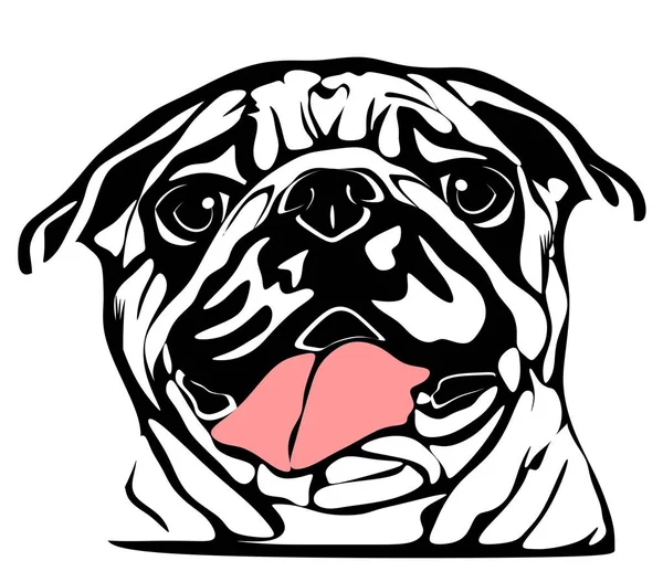 Black White Pug Pink Tongue — Stock Photo, Image