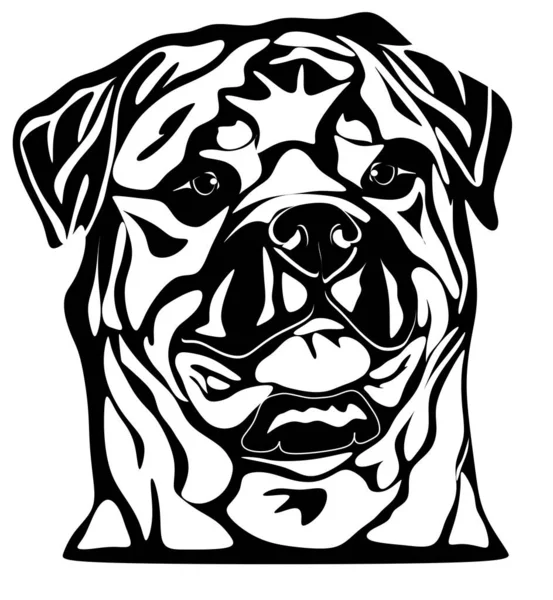 Black White Rottweiler White Background — Stock Photo, Image