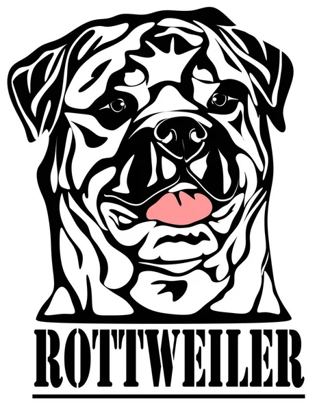 Rottweiler Blanco Negro Nombre — Foto de Stock