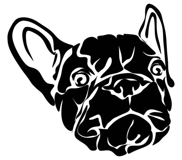 Welpe Der Französischen Bulldogge — Stockfoto