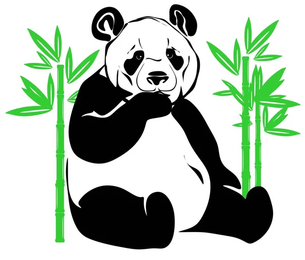 Fekete Fehér Panda Esznek Bambuszt — Stock Fotó