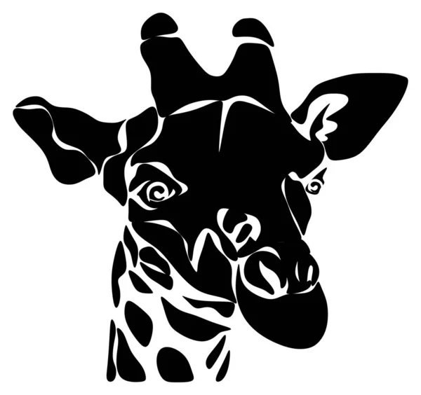 Černá Bílá Hlava Žirafy — Stock fotografie