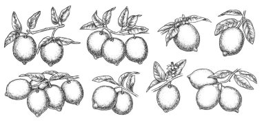 Vektör tropikal limon ağacı dalı taslağı