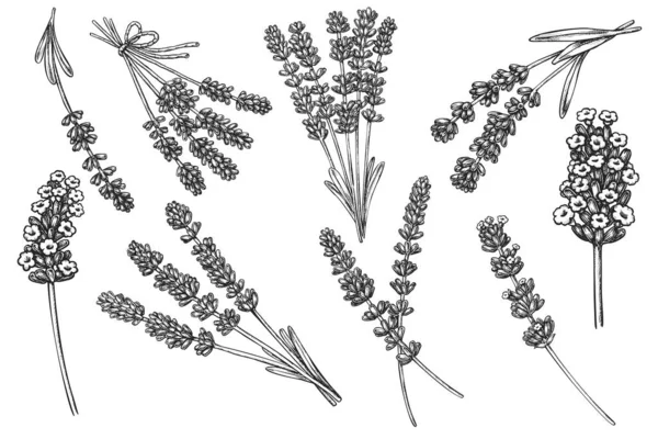 Lavendel bloem kruideninkt schets ontwerp element — Stockvector