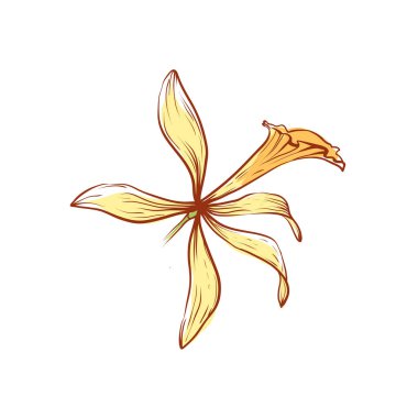 Beyaz arka planda izole edilmiş doğal vanilya çiçeği ikonu. Tatlı ya da parfüm endüstrisi illüstrasyonu için egzotik Asya baharatı.