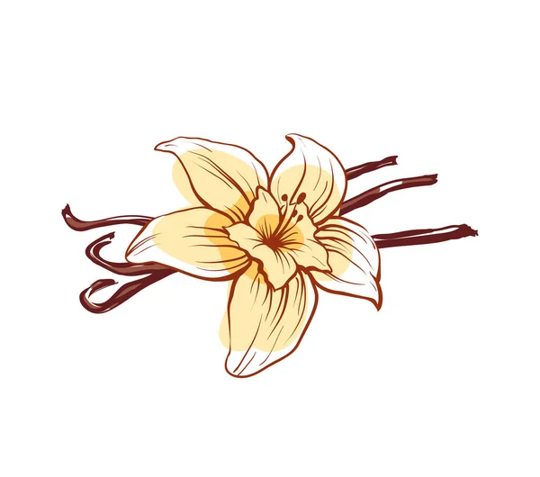 Bunga Vanili Dan Tongkat Ikon Terisolasi Pada Latar Belakang Putih - Stok Vektor
