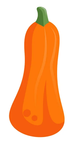 Orange Kürbiskürbis isoliert auf weißem Hintergrund — Stockvektor