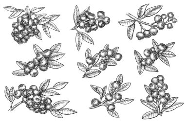 Yaban mersini dalıyla çizilmiş tek renkli el çizimi. Meyveli karalama resimli yaban mersini tıbbi besin ürünü. Süper gıda botanik izole seti